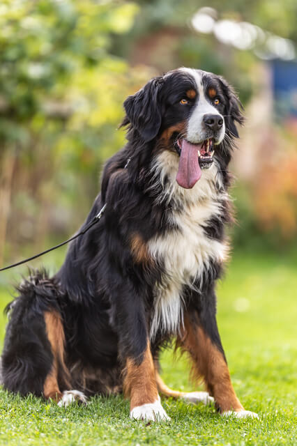 セッターと呼ばれる犬種を詳しく紹介！セッター犬の性格や価格のサムネイル画像